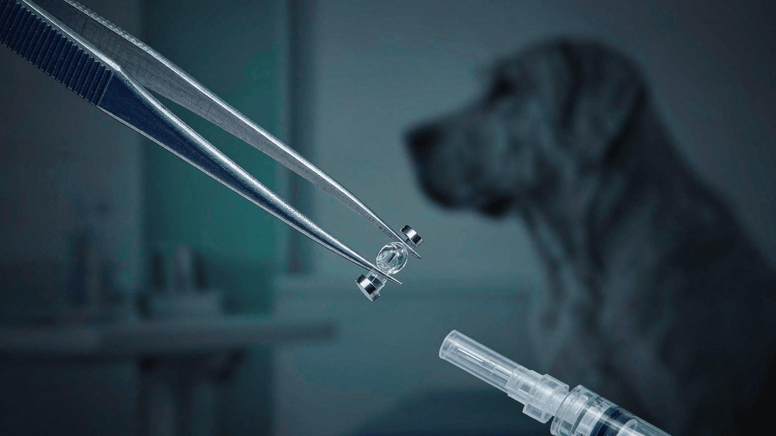 Pet Microchip RFID Implant: LF FDX-B vs Ear Tags