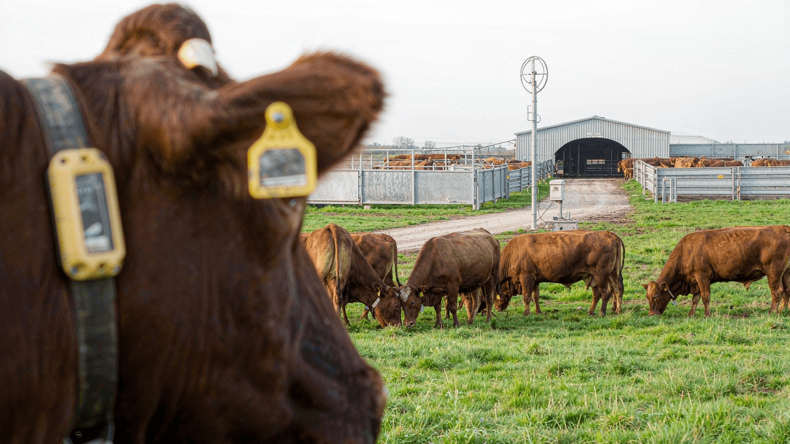 RFID Livestock Ear Tag Selection Guide: LF vs UHF