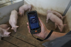 Veterinarian implanting micro RFID in swine subcutaneous tissue