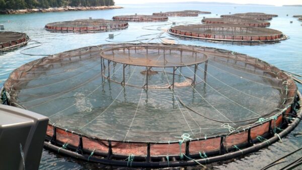 Stainless steel RFID tag on salmon farming cage in ocean